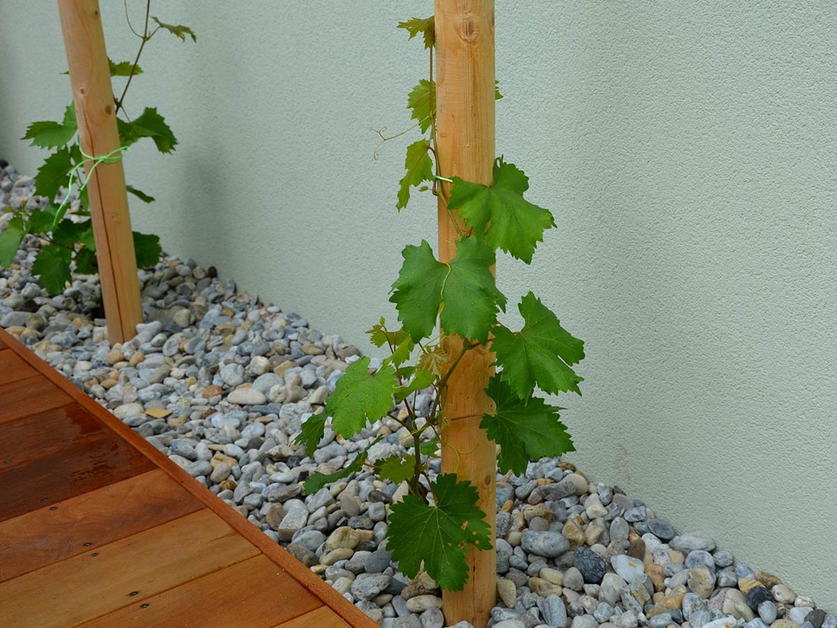 Rundholzpfosten als natürliche Rankhilfe für Kletterpflanzen im Garten aus hochwertigem Gartenholz von Holz Steinsdorfer