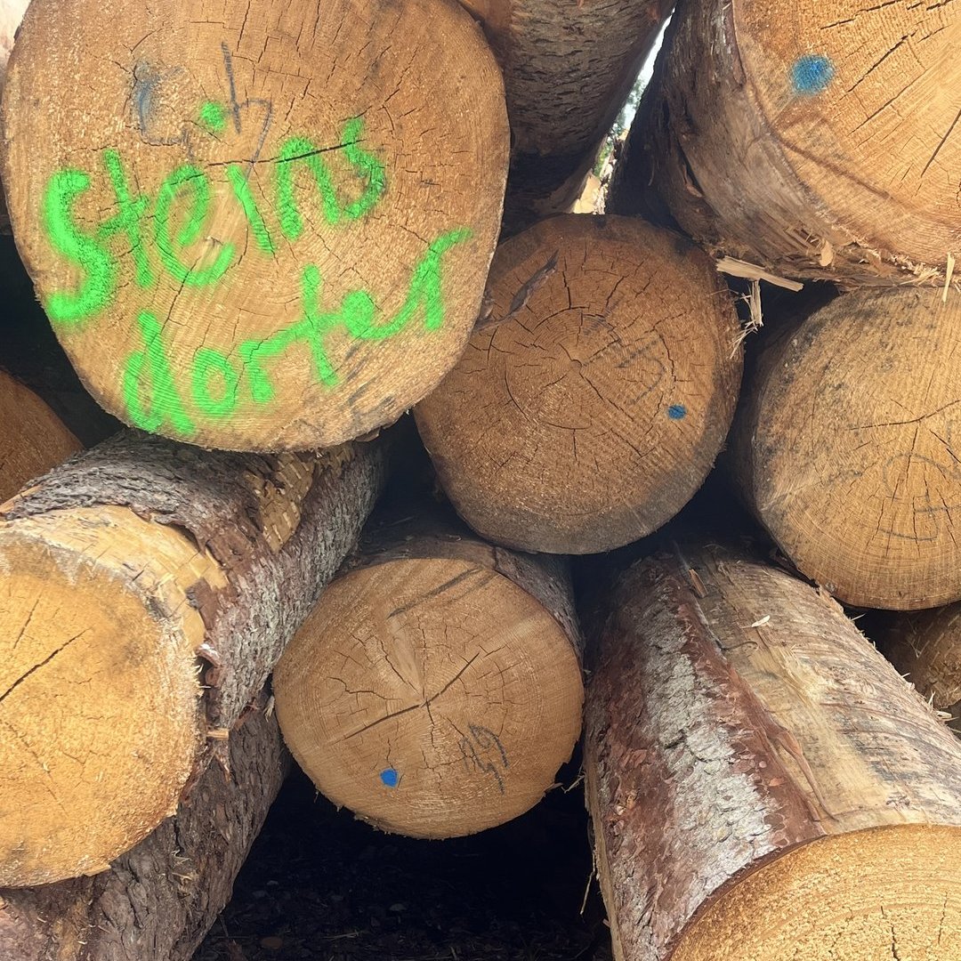 Rundholzstämme mit Kennzeichnung für den Zuschnitt im Sägewerk Holz Steinsdorfer