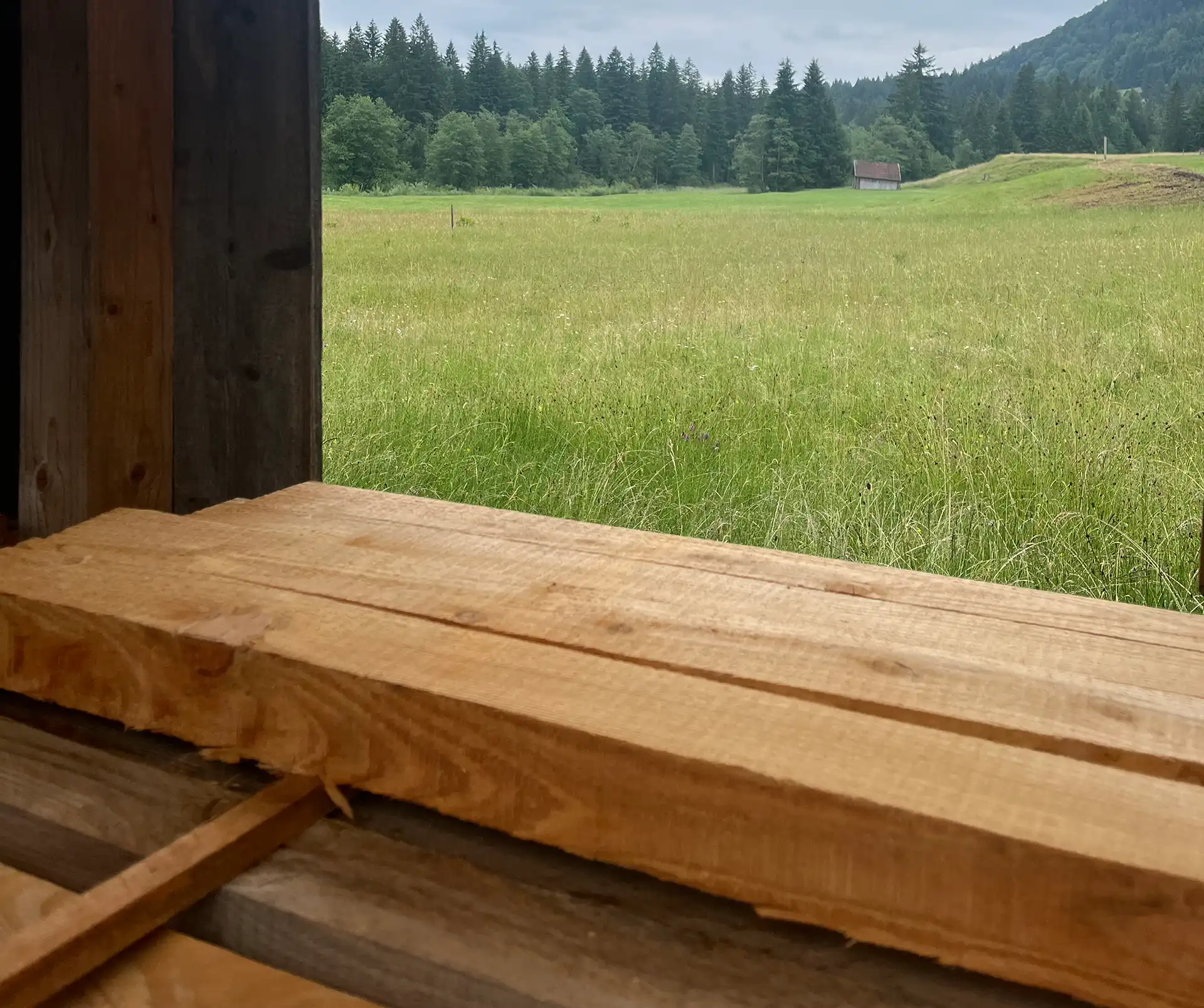 Blick durch Holz ins Grüne