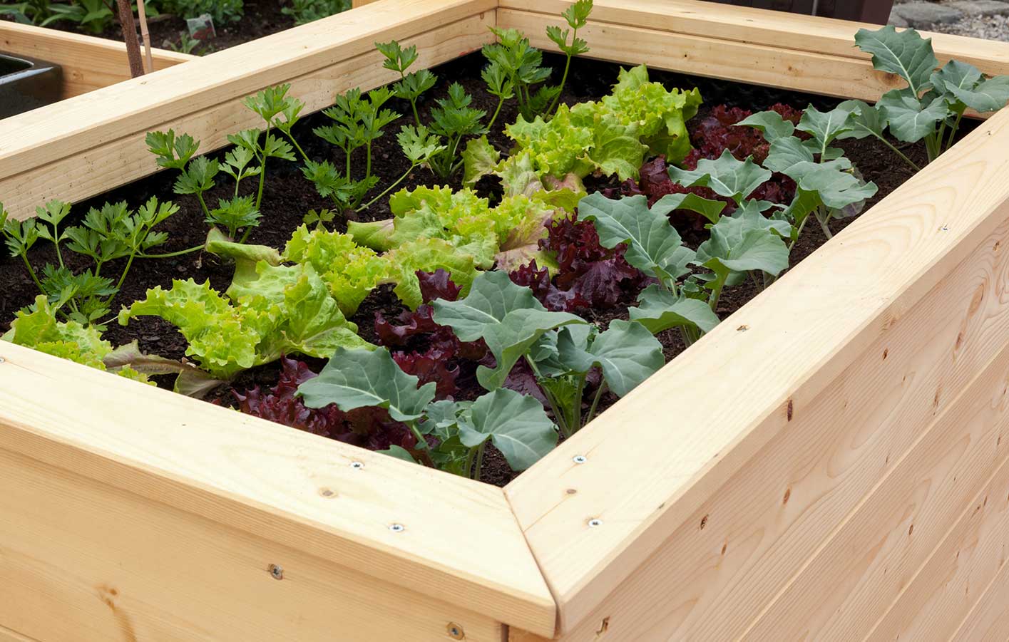 Ein Hochbeet bepflanzt mit Salat und anderem Gemüse